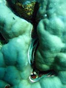 Pot�p�n� u ostrov� Togian, Una Una, lokalita Fishermania/Pinnacle. Sulawesi,  Indon�sie.