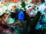 Pot�p�n� u ostrov� Togian, Kadidiri, lokalita Dominic Rock. Sulawesi,  Indon�sie.