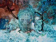 S�pie. Pot�p�n� u ostrov� Togian, Kadidiri, lokalita Dominic Rock. Sulawesi,  Indon�sie.