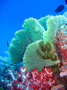 Pot�p�n� u ostrov� Togian, Kadidiri, lokalita Dominic Rock. Sulawesi,  Indon�sie.