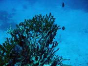 Pot�p�n� u ostrov� Togian, Kadidiri, lokalita Dominic Rock. Sulawesi,  Indon�sie.