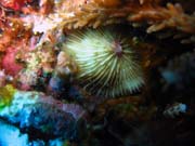 Pot�p�n� u ostrov� Togian, Kadidiri, lokalita Dominic Rock. Sulawesi,  Indon�sie.