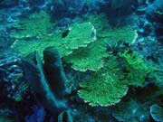 Pot�p�n� u ostrov� Togian, Kadidiri, lokalita Dominic Rock. Sulawesi,  Indon�sie.