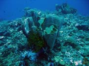 Pot�p�n� u ostrov� Togian, Kadidiri, lokalita Dominic Rock. Sulawesi,  Indon�sie.