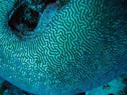 Pot�p�n� u ostrov� Togian, Kadidiri, lokalita Dominic Rock. Sulawesi,  Indon�sie.