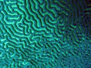 Pot�p�n� u ostrov� Togian, Kadidiri, lokalita Dominic Rock. Sulawesi,  Indon�sie.