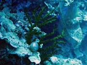 Pot�p�n� u ostrov� Togian, Kadidiri, lokalita Dominic Rock. Sulawesi,  Indon�sie.