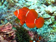 Klaun (Clown Anemonefish). Pot�p�n� u ostrov� Togian, Kadidiri, lokalita Dominic Rock. Sulawesi,  Indon�sie.