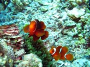 Klaun (Clown Anemonefish). Pot�p�n� u ostrov� Togian, Kadidiri, lokalita Dominic Rock. Sulawesi,  Indon�sie.