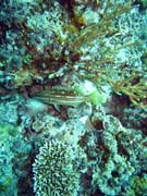 Pot�p�n� u ostrov� Togian, Kadidiri, lokalita Dominic Rock. Sulawesi,  Indon�sie.