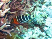 Pot�p�n� u ostrov� Togian, Kadidiri, lokalita Dominic Rock. Sulawesi,  Indon�sie.