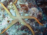 Pot�p�n� u ostrov� Togian, Kadidiri, lokalita Dominic Rock. Sulawesi,  Indon�sie.