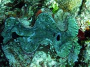 Giant Clam, Pot�p�n� u ostrov� Togian, Kadidiri, lokalita Dominic Rock. Sulawesi,  Indon�sie.