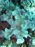 Pot�p�n� u ostrov� Togian, Kadidiri, lokalita Dominic Rock. Sulawesi,  Indon�sie.