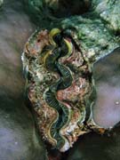 Giant Clam, Pot�p�n� u ostrov� Togian, Kadidiri, lokalita Dominic Rock. Sulawesi,  Indon�sie.