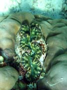 Giant Clam, Pot�p�n� u ostrov� Togian, Kadidiri, lokalita Dominic Rock. Sulawesi,  Indon�sie.