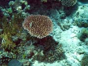 Pot�p�n� u ostrov� Togian, Kadidiri, lokalita Dominic Rock. Sulawesi,  Indon�sie.