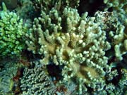 Pot�p�n� u ostrov� Togian, Kadidiri, lokalita Dominic Rock. Sulawesi,  Indon�sie.