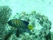Regal angelfish (Pomacanthus diacanthus). Pot�p�n� u ostrov� Togian, Kadidiri, lokalita Dominic Rock. Sulawesi,  Indon�sie.
