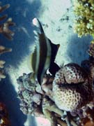 Bannerfish. Pot�p�n� u ostrov� Togian, Kadidiri, lokalita Dominic Rock. Sulawesi,  Indon�sie.