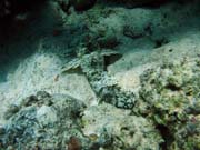 Crocodile Fish. Pot�p�n� u ostrov� Togian, Kadidiri, lokalita Dominic Rock. Sulawesi,  Indon�sie.