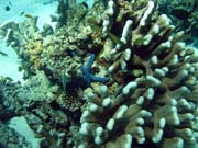 Pot�p�n� u ostrov� Togian, Kadidiri, lokalita Dominic Rock. Sulawesi,  Indon�sie.