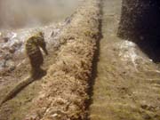 Mo�sk� kon�k. Pot�p�n� u ostrov� Togian, Kadidiri, lokalita Dominic Rock. Sulawesi,  Indon�sie.