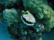 Pot�p�n� u ostrov� Togian, Kadidiri, lokalita Taipai. Sulawesi,  Indon�sie.