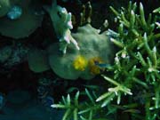 Pot�p�n� u ostrov� Togian, Kadidiri, lokalita Taipai. Sulawesi,  Indon�sie.