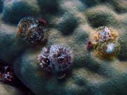 Pot�p�n� u ostrov� Togian, Kadidiri, lokalita Taipai. Sulawesi,  Indon�sie.