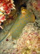 Rejnok, nebo-li Bluespotted ray (Dasyatis kuhlii). Pot�p�n� u ostrov� Togian, Kadidiri, lokalita Taipai. Sulawesi,  Indon�sie.