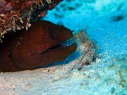 Pot�p�n� u ostrov� Togian, Kadidiri, lokalita Taipai. Sulawesi,  Indon�sie.