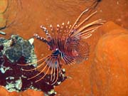 Perut�n, nebo-li Lionfish. Pot�p�n� u ostrov� Togian, Kadidiri, lokalita Taipai. Sulawesi,  Indon�sie.
