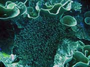 Pot�p�n� u ostrov� Togian, Kadidiri, lokalita Taipai. Sulawesi,  Indon�sie.