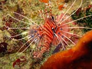 Perut�n, nebo-li Lionfish. Pot�p�n� u ostrov� Togian, Kadidiri, lokalita Taipai. Sulawesi,  Indon�sie.
