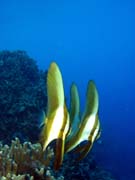 Bannerfish. Pot�p�n� u ostrov� Togian, Kadidiri, lokalita Taipai. Sulawesi,  Indon�sie.