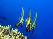 Bannerfish. Pot�p�n� u ostrov� Togian, Kadidiri, lokalita Taipai. Sulawesi,  Indon�sie.
