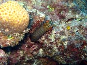 Pot�p�n� u ostrov� Togian, Kadidiri, lokalita Taipai. Sulawesi,  Indon�sie.