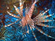 Lionfish. Pot�p�n� u ostrova Biak, lokalita Catalina wreck. Papua,  Indon�sie.