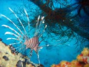 Lionfish. Pot�p�n� u ostrova Biak, lokalita Catalina wreck. Papua,  Indon�sie.