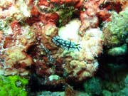 Nudibranch. Pot�p�n� u ostrova Biak, lokalita Catalina wreck. Papua,  Indon�sie.