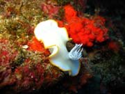 Ardeadoris Egretta Nudibranch. Pot�p�n� u ostrova Biak, ostrov Owi. Papua,  Indon�sie.