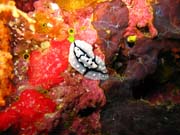 Nudibranch. Pot�p�n� u ostrova Biak, ostrov Owi. Papua,  Indon�sie.
