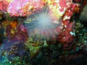 Pot�p�n� u ostrova Biak, ostrov Owi. Papua,  Indon�sie.