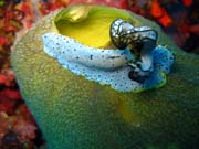 Nudibranch. Pot�p�n� u ostrova Biak, ostrov Owi. Papua,  Indon�sie.