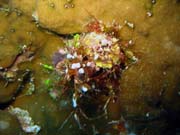 Pot�p�n� u ostrova Biak, ostrov Owi. Papua,  Indon�sie.