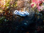 Nudibranch. Pot�p�n� u ostrova Biak, ostrov Owi. Papua,  Indon�sie.