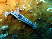 Nudibranch. Pot�p�n� u ostrova Biak, ostrov Owi. Papua,  Indon�sie.