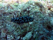 Polyclad flatworn. Pot�p�n� u ostrova Biak, ostrov Owi. Papua,  Indon�sie.