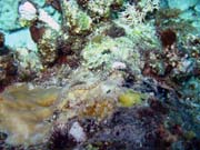 Pipefish. Pot�p�n� u ostrova Biak, ostrov Owi. Papua,  Indon�sie.
